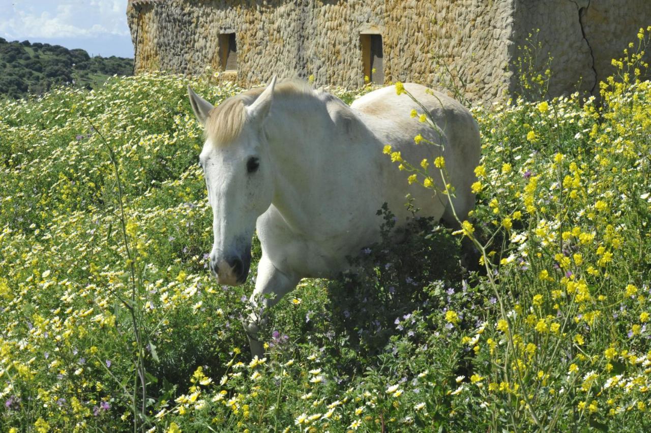 Finca La Cantarera Tarifa Eksteriør billede