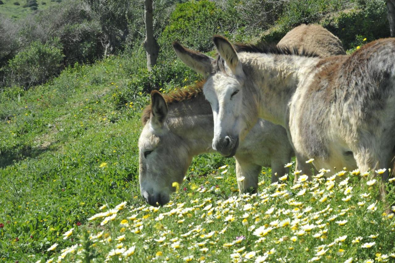 Finca La Cantarera Tarifa Eksteriør billede