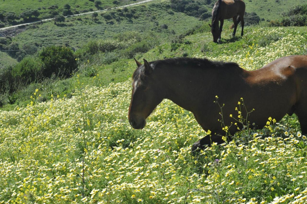 Finca La Cantarera Tarifa Eksteriør billede